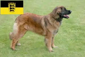 Read more about the article Crescători și căței Leonberger în Baden-Württemberg