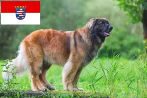 Read more about the article Crescători și căței Leonberger în Hessen