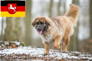 Read more about the article Crescători și căței Leonberger în Saxonia Inferioară