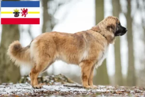 Read more about the article Crescători și căței Leonberger în Mecklenburg-Vorpommern