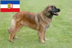 Read more about the article Crescători și căței Leonberger în Schleswig-Holstein