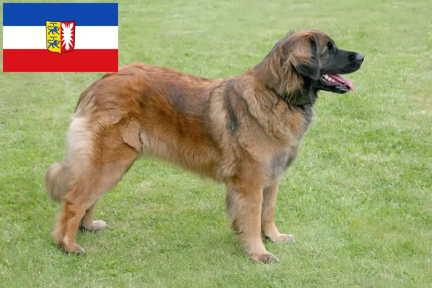 Read more about the article Crescători și căței Leonberger în Schleswig-Holstein