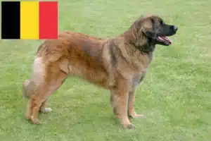 Read more about the article Leonberger crescători și căței în Belgia