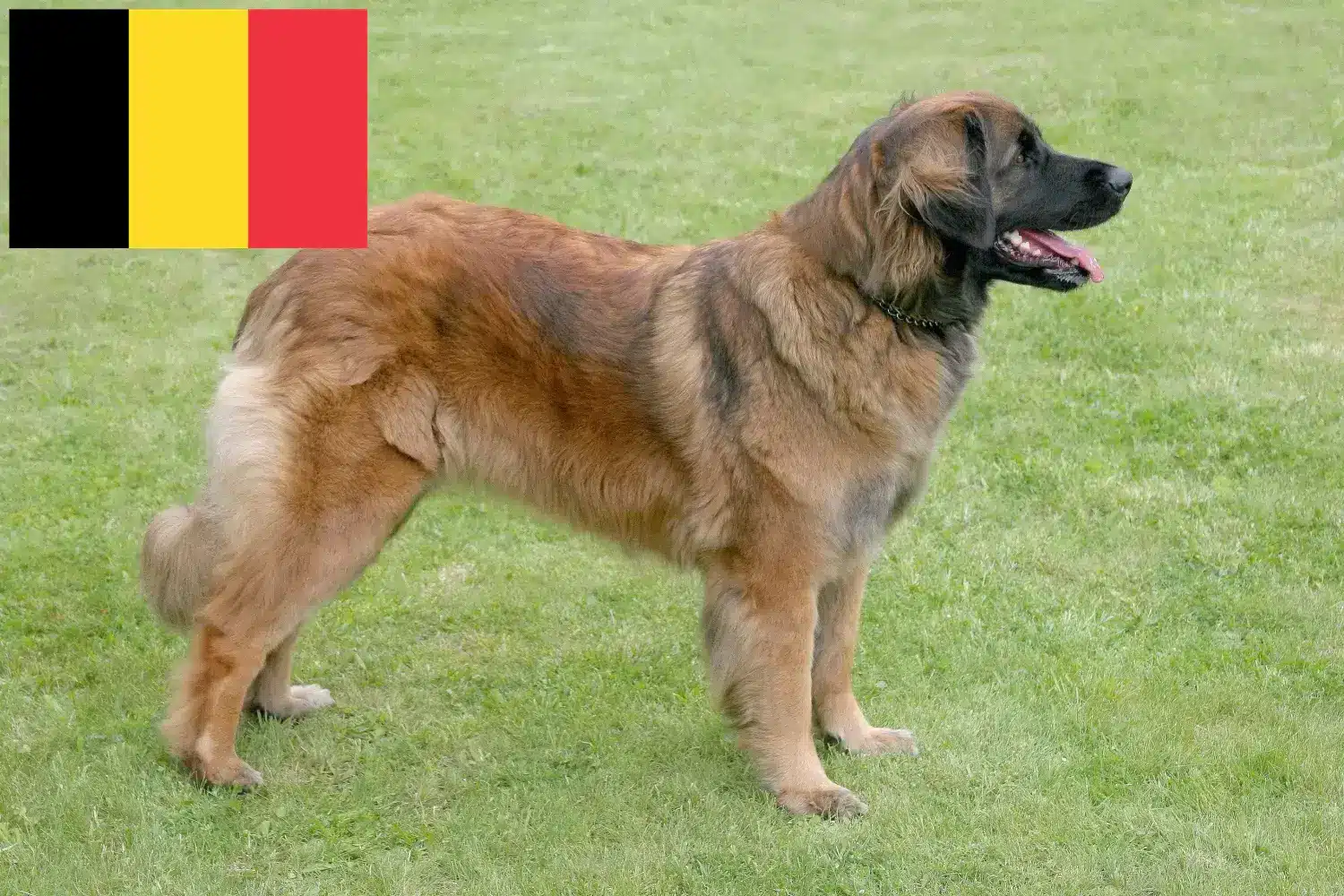 Leonberger căței și crescători Belgia Găsiți crescătorii de Leonberger în Belgia aici.