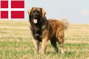 Read more about the article Leonberger crescători și căței în Danemarca