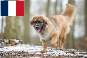 Read more about the article Crescători și căței Leonberger în Franța