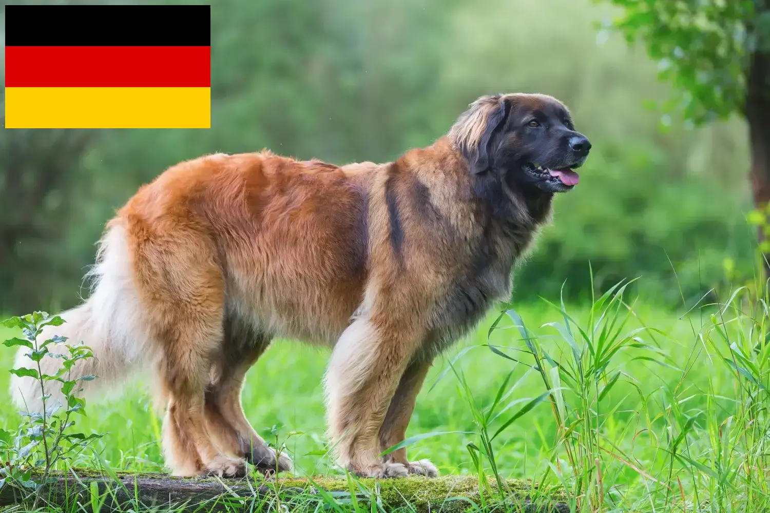 Leonberger căței și crescători Germania Aici puteți găsi crescători de Leonberger în Germania.