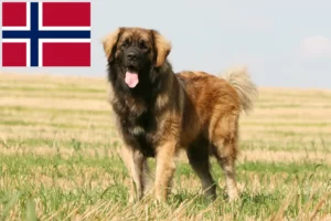 Read more about the article Leonberger crescători și căței în Norvegia