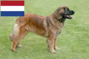 Read more about the article Crescători și căței Leonberger în Olanda