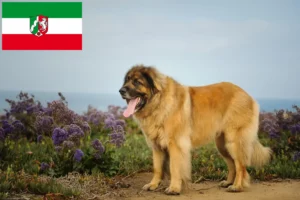 Read more about the article Crescători și căței Leonberger în Renania de Nord-Westfalia