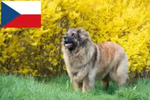 Read more about the article Crescători și căței Leonberger în Republica Cehă