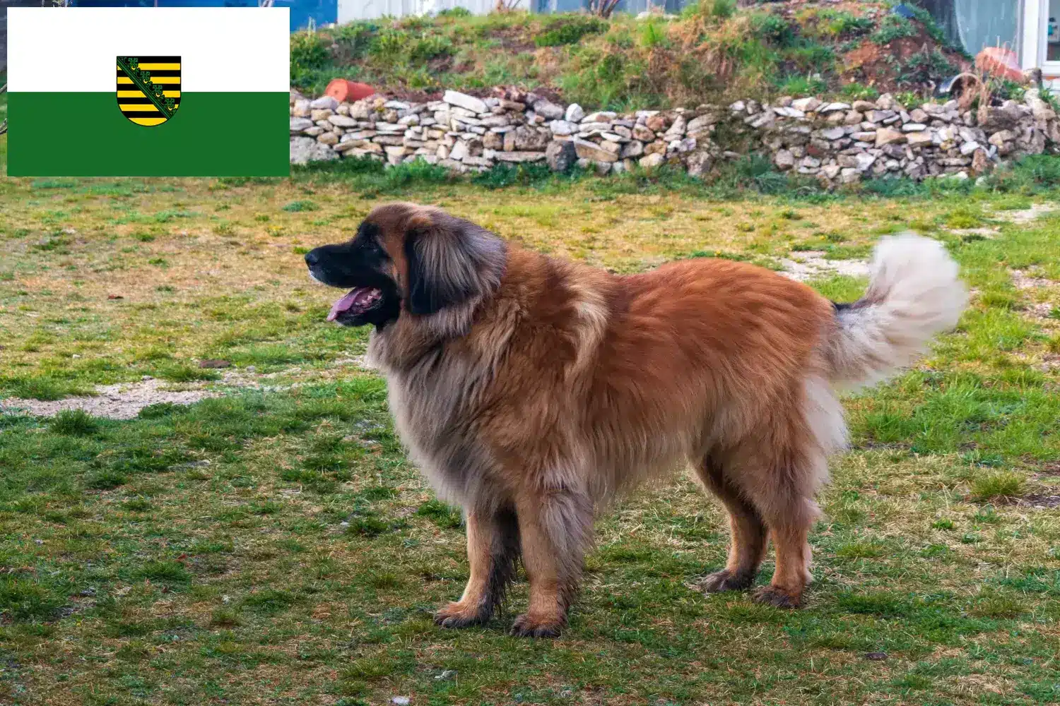 Read more about the article Crescători și căței Leonberger în Saxonia