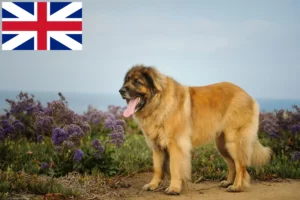 Read more about the article Leonberger crescători și căței în Marea Britanie