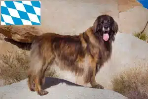Read more about the article Crescători și căței Leonberger în Bavaria