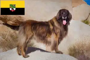 Read more about the article Crescători și căței Leonberger în Saxonia-Anhalt