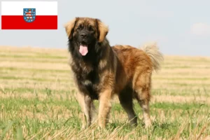 Read more about the article Crescători de Leonberger și căței în Thuringia