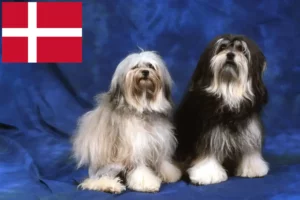 Read more about the article Löwchen crescători și căței în Danemarca