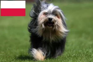 Read more about the article Löwchen crescători și căței în Polonia