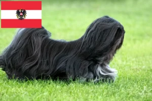 Read more about the article Lhasa Apso crescători și căței în Austria