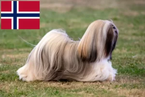 Read more about the article Lhasa Apso crescători și căței în Norvegia