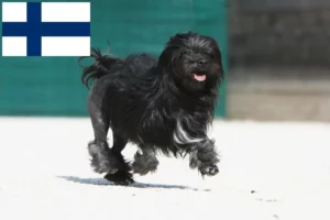 Read more about the article Löwchen crescători și căței în Finlanda