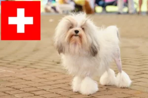 Read more about the article Löwchen crescători și căței în Elveția