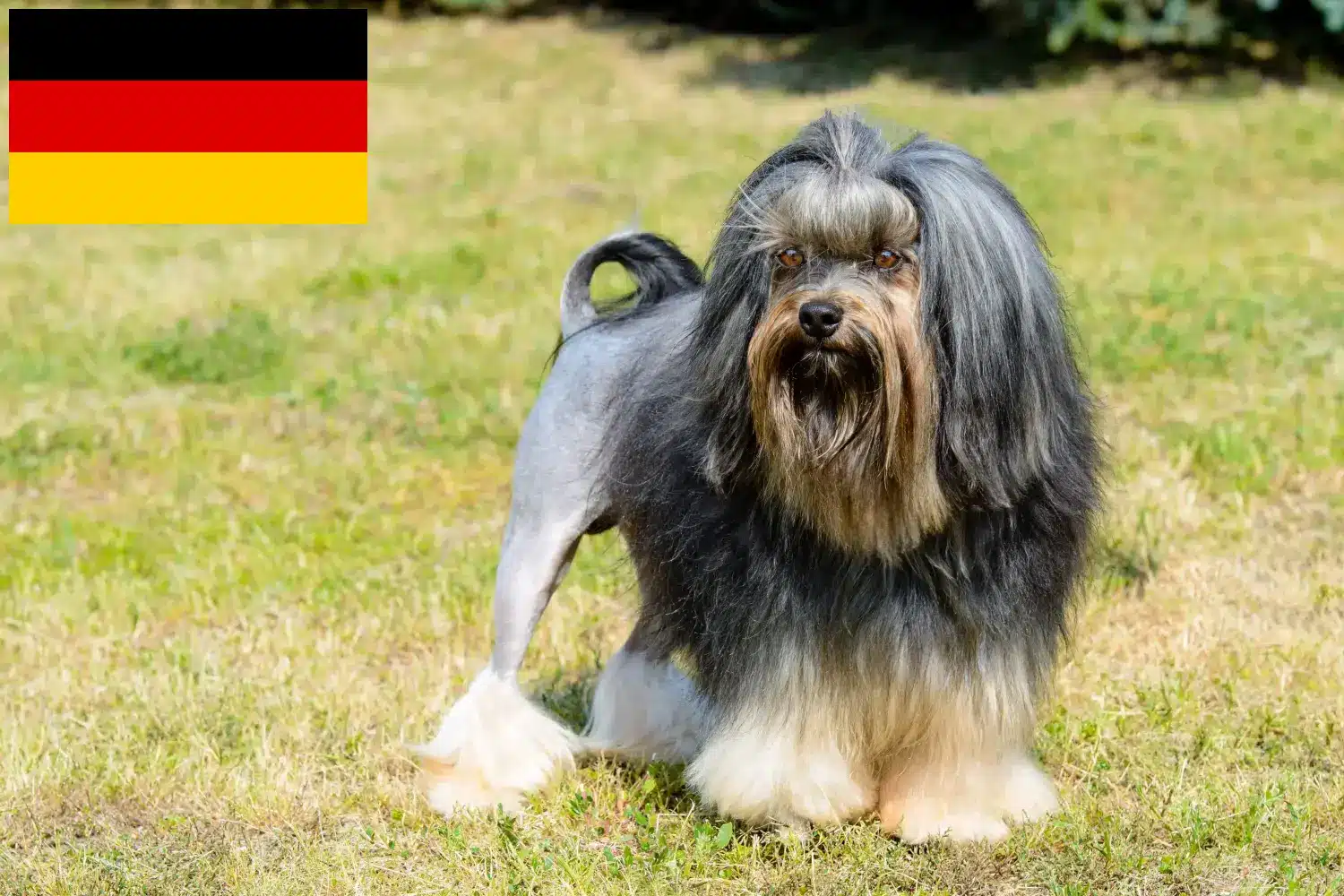 Read more about the article Löwchen crescători și căței în Germania