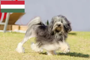 Read more about the article Löwchen crescători și căței în Ungaria