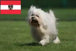 Read more about the article Löwchen crescători și căței în Austria