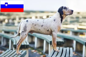 Read more about the article Louisiana Catahoula Leopard Leopard Dog Breeder și cățeluși în Slovenia