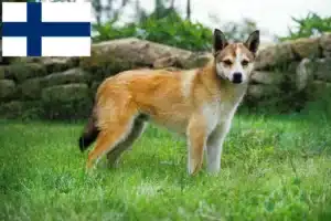 Read more about the article Crescători de Lundehund norvegian și căței în Finlanda