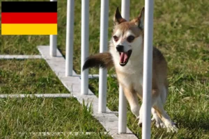 Read more about the article Crescători de Lundehund norvegian și căței în Germania