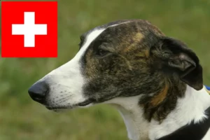Read more about the article Magyar Agar Agar crescători și căței în Elveția