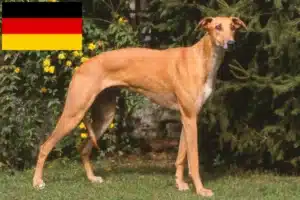 Read more about the article Magyar Agar Agar crescători și căței în Germania
