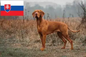 Read more about the article Magyar Vizsla crescători și căței în Slovacia