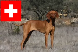Read more about the article Magyar Vizsla crescători și căței în Elveția
