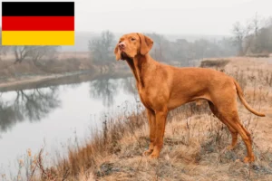 Read more about the article Magyar Vizsla crescători și căței în Germania