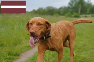 Read more about the article Magyar Vizsla crescători și căței în Letonia