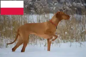 Read more about the article Magyar Vizsla crescători și căței în Polonia