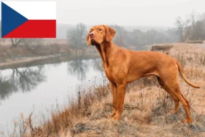 Read more about the article Magyar Vizsla crescători și căței în Republica Cehă
