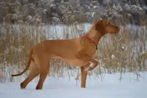 Read more about the article Magyar Vizsla crescător