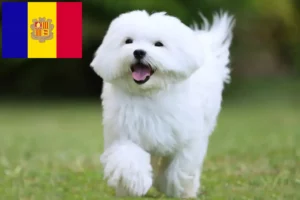 Read more about the article Crescători de maltezi și căței în Andorra
