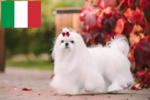 Read more about the article Crescători de maltezi și căței în Italia