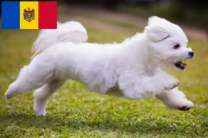 Read more about the article Crescători și căței maltezi în Republica Moldova