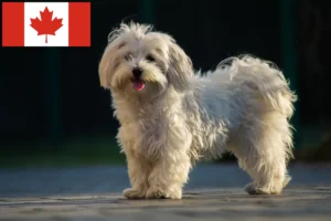 Read more about the article Crescători de maltezi și căței în Canada
