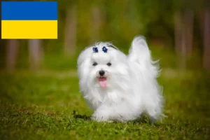 Read more about the article Crescători de maltezi și căței în Ucraina