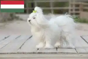 Read more about the article Crescători și căței maltezi în Ungaria