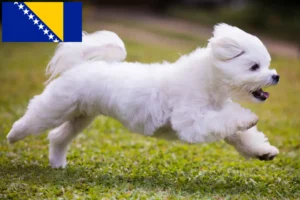 Read more about the article Crescători și căței maltezi în Bosnia și Herțegovina