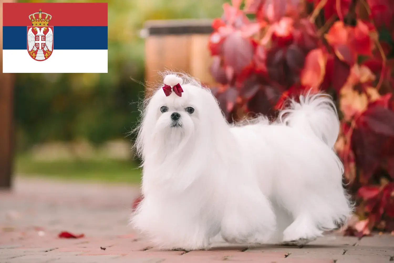 Căței maltezi și crescători Serbia Găsiți crescătorii de maltezi în Serbia aici.