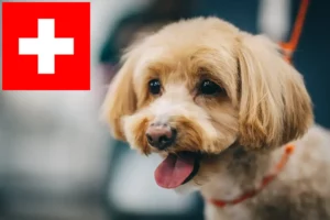 Read more about the article Maltipoo crescători și căței în Elveția